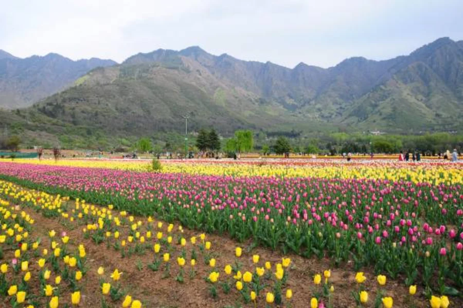 Dreamy Kashmir 6 Days Tour